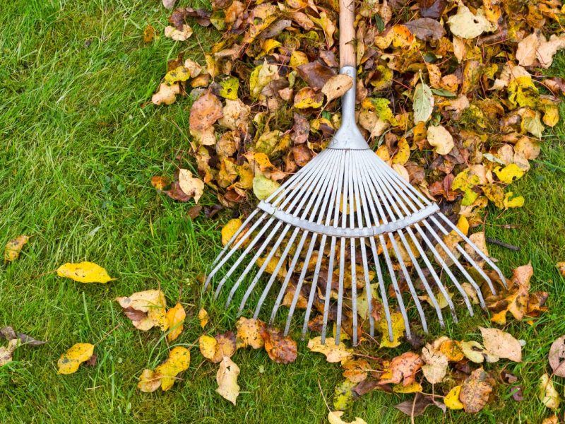 Yard Cleanup & Mulching